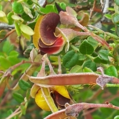 Bossiaea buxifolia at Kambah, ACT - 27 Oct 2017 10:30 AM