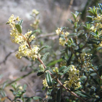 Pomaderris angustifolia (Pomaderris) at Tennent, ACT - 7 Oct 2017 by MatthewFrawley