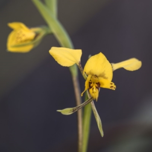 Diuris nigromontana at Acton, ACT - suppressed