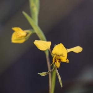 Diuris nigromontana at Acton, ACT - suppressed