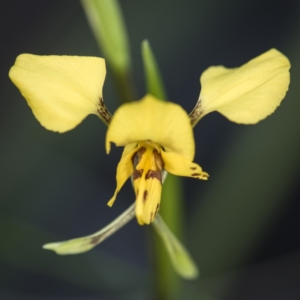 Diuris nigromontana at Acton, ACT - suppressed