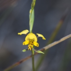 Diuris nigromontana at Acton, ACT - suppressed