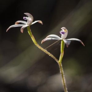 Caladenia ustulata at Acton, ACT - 7 Oct 2017