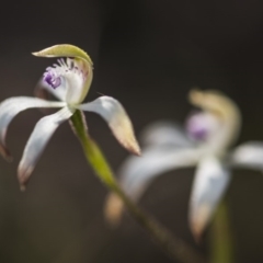 Caladenia ustulata at Acton, ACT - 7 Oct 2017