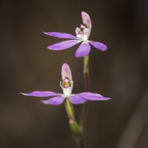 Caladenia carnea at Acton, ACT - 7 Oct 2017