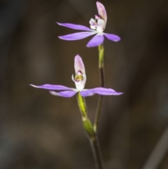 Caladenia carnea at Acton, ACT - 7 Oct 2017