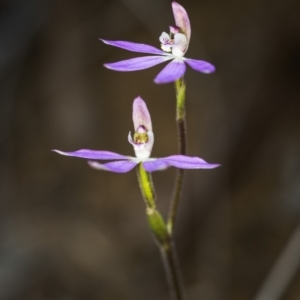 Caladenia carnea at Acton, ACT - 7 Oct 2017