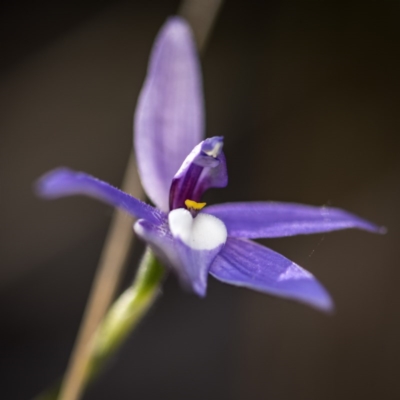 Glossodia major (Wax Lip Orchid) at ANBG South Annex - 7 Oct 2017 by GlenRyan