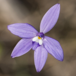 Glossodia major at Acton, ACT - 7 Oct 2017