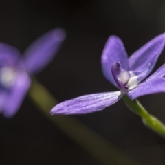 Glossodia major at Acton, ACT - 7 Oct 2017