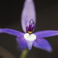 Glossodia major at Acton, ACT - 7 Oct 2017