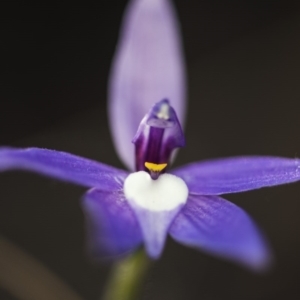 Glossodia major at Acton, ACT - 7 Oct 2017