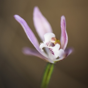 Caladenia fuscata at Acton, ACT - 7 Oct 2017