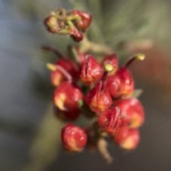 Grevillea alpina (Mountain Grevillea / Cat's Claws Grevillea) at Acton, ACT - 7 Oct 2017 by GlenRyan