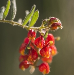 Grevillea alpina at Acton, ACT - 7 Oct 2017 04:19 PM