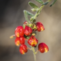 Grevillea alpina at Acton, ACT - 7 Oct 2017 04:19 PM