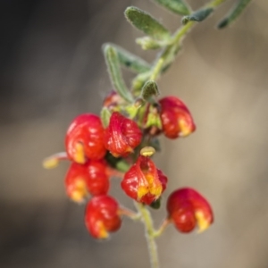 Grevillea alpina at Acton, ACT - 7 Oct 2017 04:19 PM