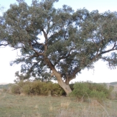 Eucalyptus bridgesiana (Apple Box) at Denman Prospect, ACT - 25 Sep 2017 by MichaelBedingfield