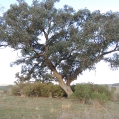 Eucalyptus bridgesiana (Apple Box) at Denman Prospect, ACT - 25 Sep 2017 by michaelb