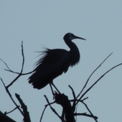 Egretta novaehollandiae (White-faced Heron) at Molonglo Valley, ACT - 25 Sep 2017 by michaelb