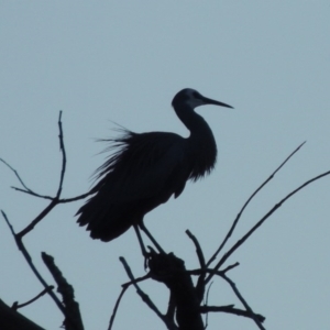 Egretta novaehollandiae at Molonglo River Reserve - 25 Sep 2017