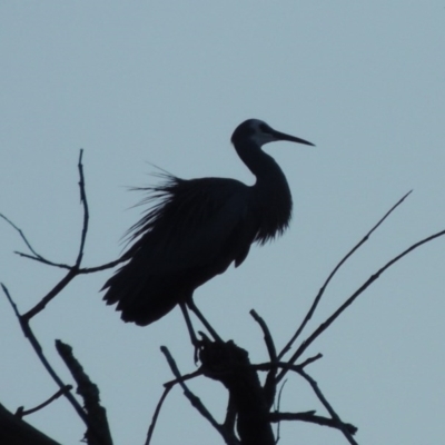 Egretta novaehollandiae (White-faced Heron) at Molonglo Valley, ACT - 25 Sep 2017 by michaelb