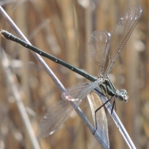 Austroargiolestes icteromelas at Molonglo River Reserve - 3 Oct 2017 04:33 PM