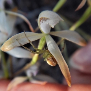 Lehtinelagia sp. (genus) at Aranda, ACT - 6 Oct 2017