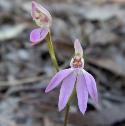 Caladenia carnea (Pink Fingers) at Aranda, ACT - 6 Oct 2017 by CathB