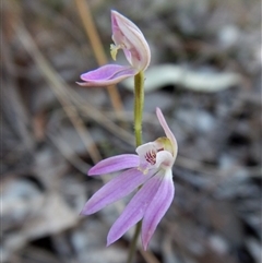 Caladenia carnea at Point 49 - suppressed