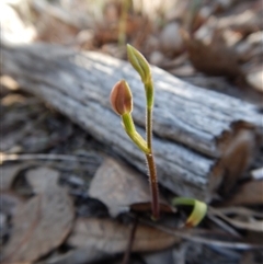 Caladenia carnea at Point 49 - suppressed