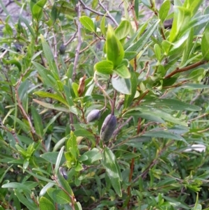 Billardiera heterophylla at Majura, ACT - 8 Oct 2017 08:15 AM