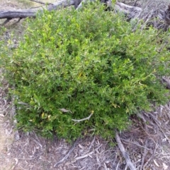 Billardiera heterophylla at Majura, ACT - 8 Oct 2017