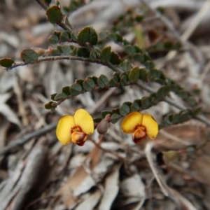 Bossiaea buxifolia at Cook, ACT - 6 Oct 2017 03:35 PM