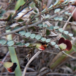 Bossiaea buxifolia at Cook, ACT - 6 Oct 2017 03:35 PM