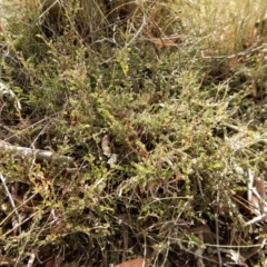 Bossiaea buxifolia at Cook, ACT - 6 Oct 2017