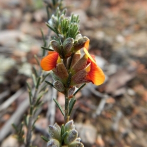 Dillwynia sericea at Cook, ACT - 6 Oct 2017