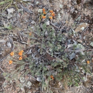 Dillwynia sericea at Cook, ACT - 6 Oct 2017