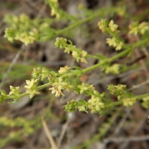 Galium gaudichaudii subsp. gaudichaudii at Cook, ACT - 6 Oct 2017 03:31 PM