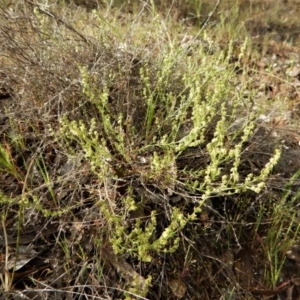 Galium gaudichaudii subsp. gaudichaudii at Cook, ACT - 6 Oct 2017 03:31 PM