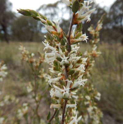 Brachyloma daphnoides (Daphne Heath) at Mount Painter - 5 Oct 2017 by CathB