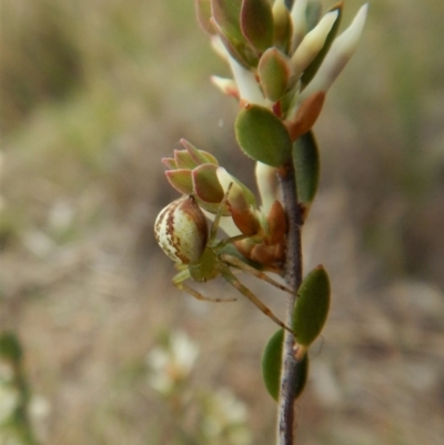 Lehtinelagia sp. (genus) (Flower Spider or Crab Spider) at Belconnen, ACT - 5 Oct 2017 by CathB