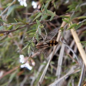 Oxyopes sp. (genus) at Belconnen, ACT - 5 Oct 2017