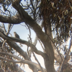 Cacomantis pallidus (Pallid Cuckoo) at Wamboin, NSW - 8 Oct 2017 by LSP