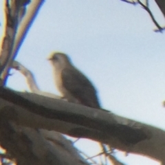 Cacomantis pallidus at Wamboin, NSW - 8 Oct 2017 10:20 AM