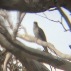 Cacomantis pallidus at Wamboin, NSW - 8 Oct 2017 10:20 AM