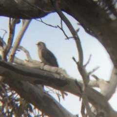 Cacomantis pallidus at Wamboin, NSW - 8 Oct 2017 10:20 AM