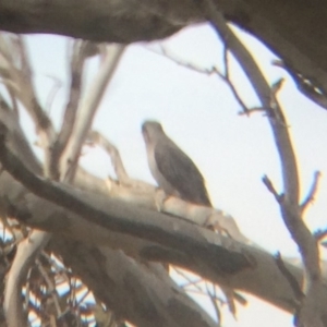 Cacomantis pallidus at Wamboin, NSW - 8 Oct 2017 10:20 AM