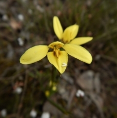 Diuris chryseopsis (Golden Moth) at Belconnen, ACT - 5 Oct 2017 by CathB