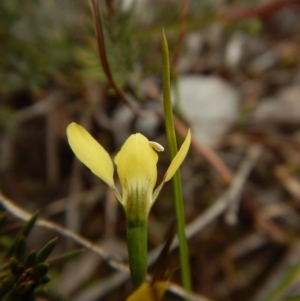 Diuris chryseopsis at Belconnen, ACT - 5 Oct 2017